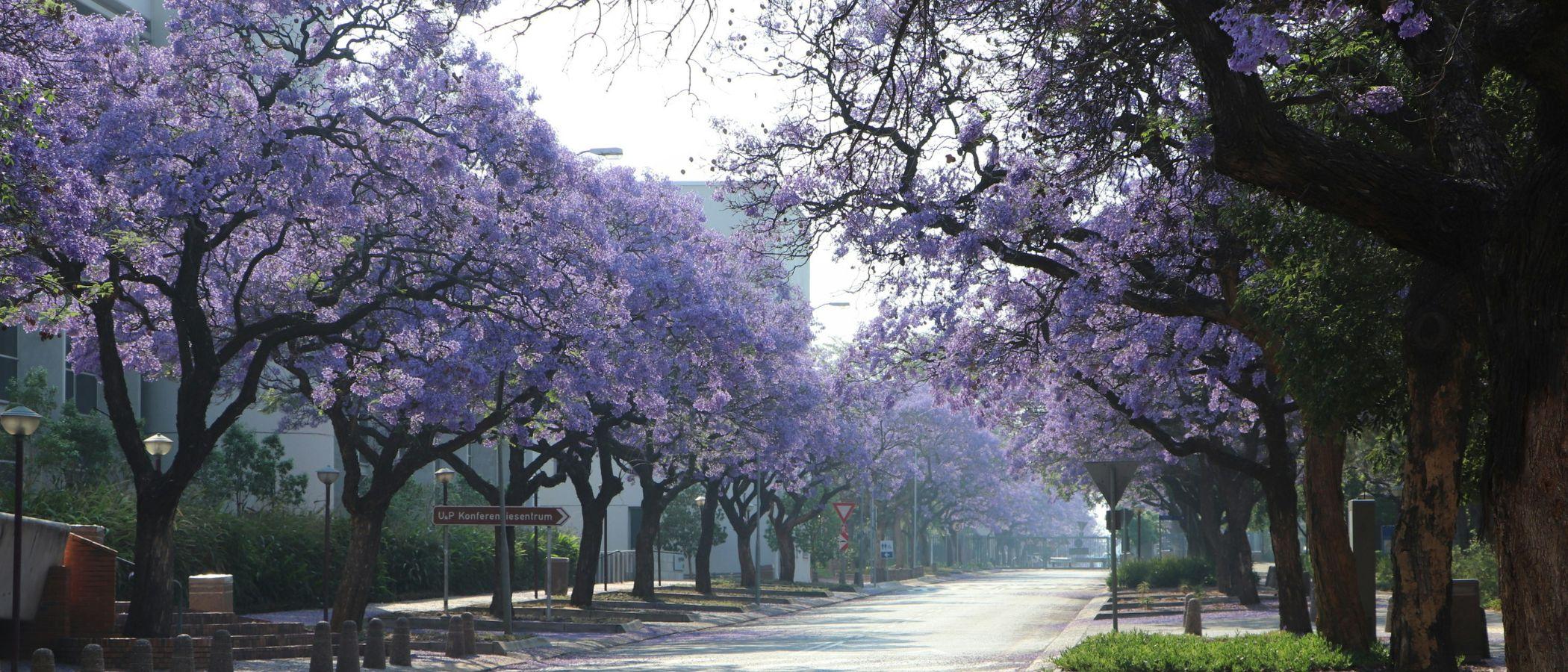 An Ode to Pretoria: Is the City of Jacarandas Having a Lifestyle Moment?
