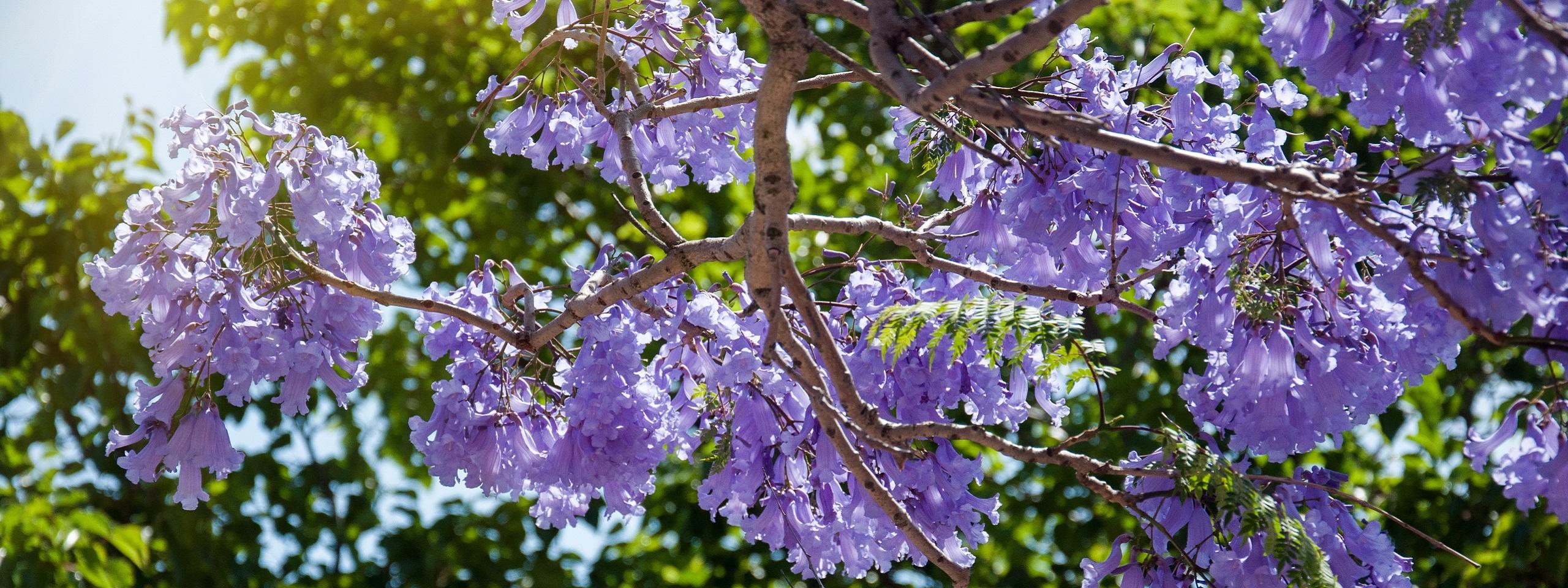Where To See The Jacarandas In Bloom In Pretoria